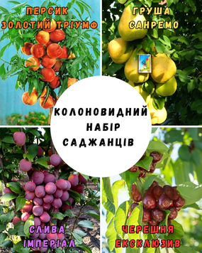 Колонновидный набор из 4 саженцев copy_79061 фото