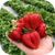 Полуниця