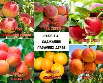 Набор из 6 саженцев Персика и Абрикоса 66844 фото