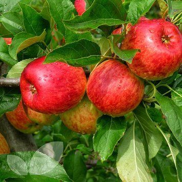 Яблоня Посольства copy_53242 фото