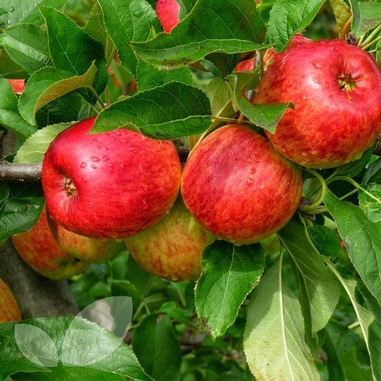 Яблоня Посольства copy_53242 фото